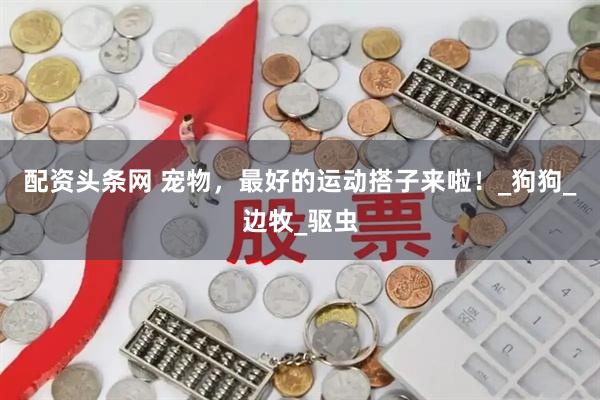 配资头条网 宠物，最好的运动搭子来啦！_狗狗_边牧_驱虫